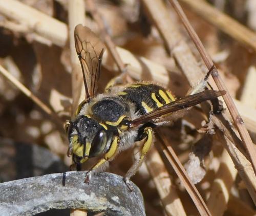 Réf. 236 795 : Anthidium manicatum